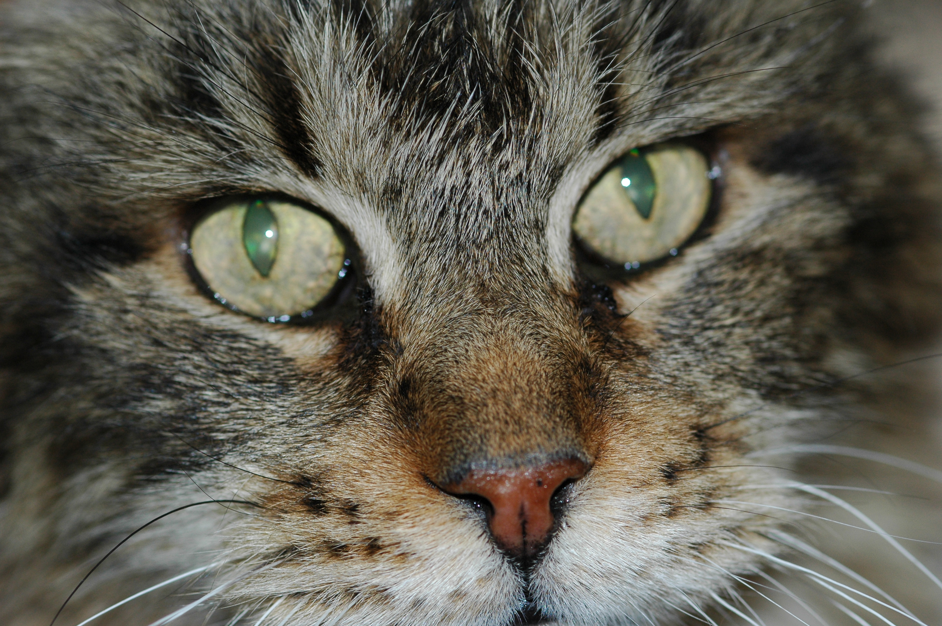 Worf Closeup